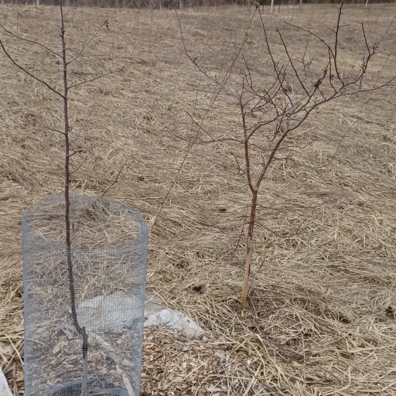 Young Trees Become Easy Targets