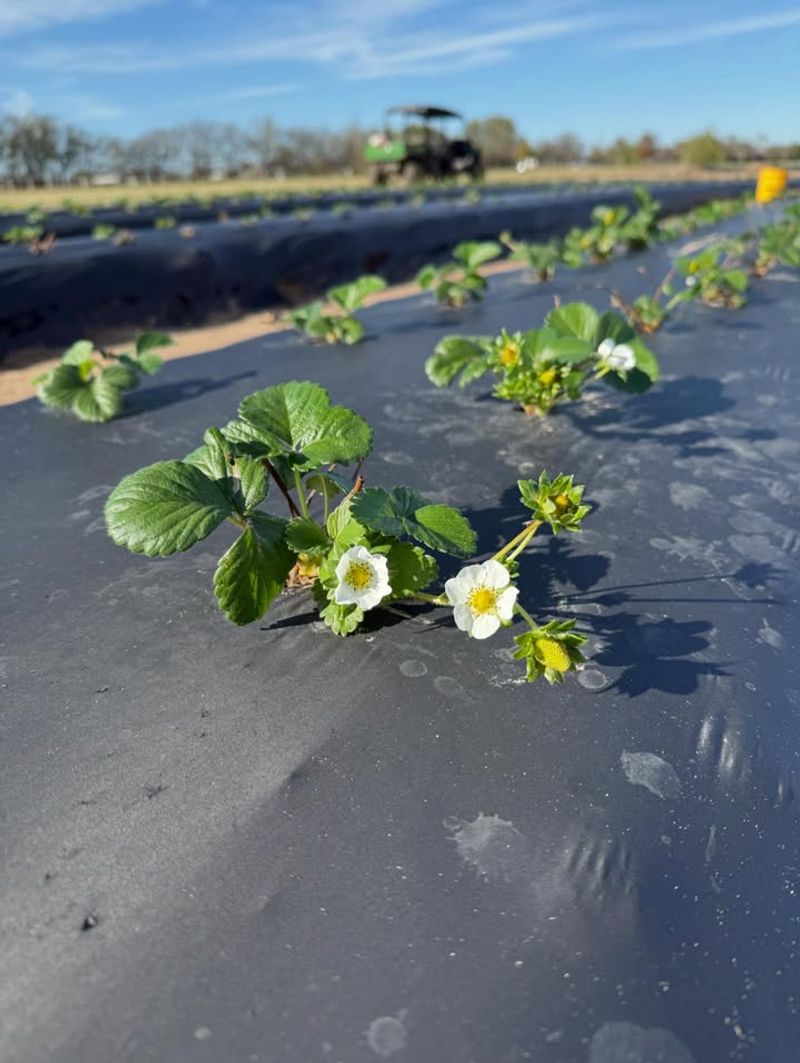 Proper Spacing Reduces Disease In Humid Conditions