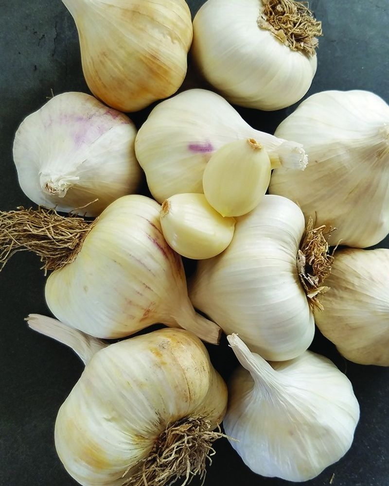 Hardneck Versus Softneck Varieties