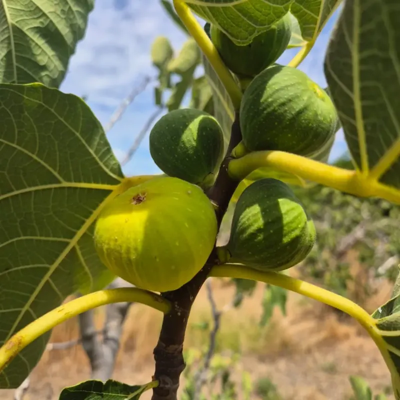 Fig Trees Generate Reliable Harvests Throughout Long Warm Seasons