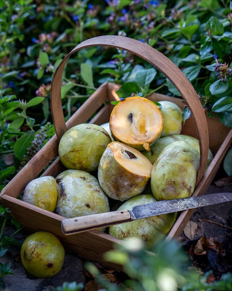 Pawpaw Produces Large Custard Like Native Fruit
