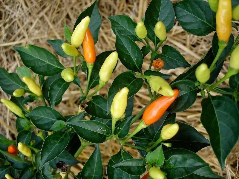 Peppers