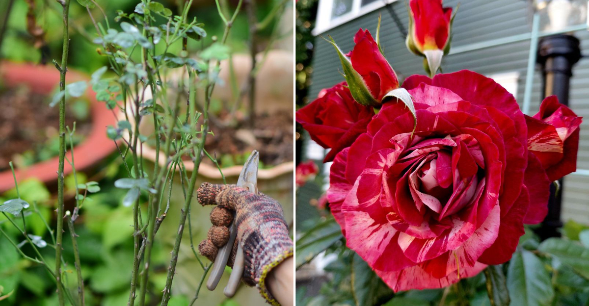 rose tasks in california