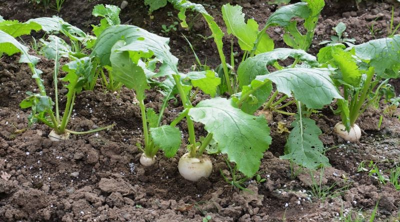 Turnips Grow Well In Cool Spring Soil