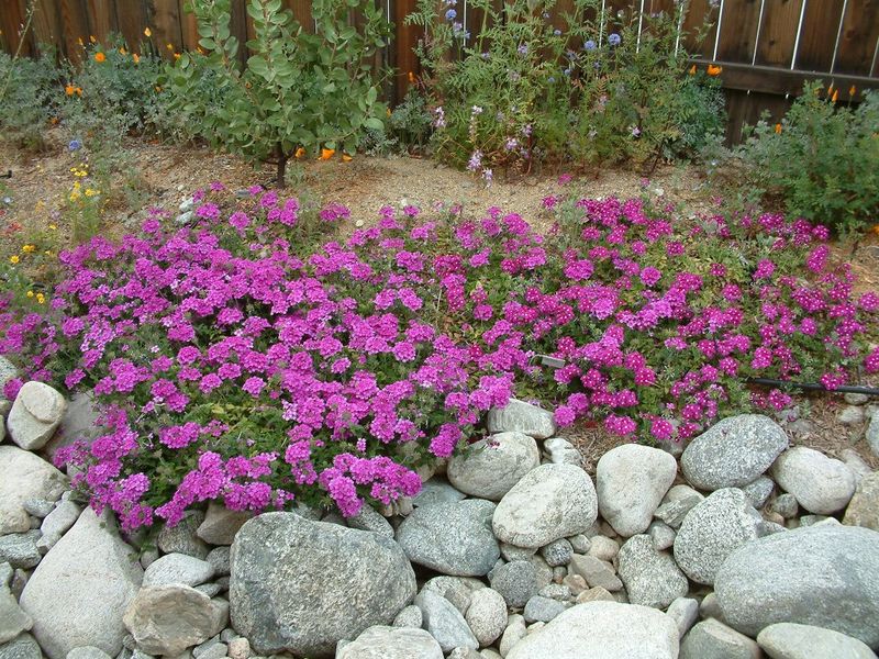 Trailing Verbena Spreads Fast And Blooms Repeatedly