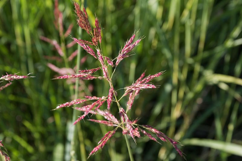 Johnson Grass (Sorghum Halepense)
