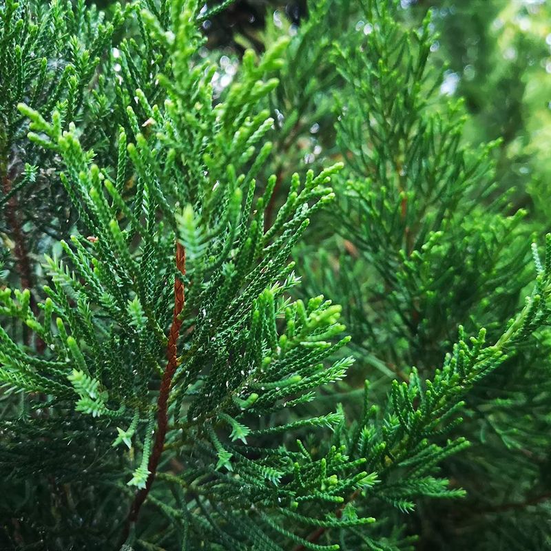 Leyland Cypress To Eastern Red Cedar (Juniperus Virginiana)
