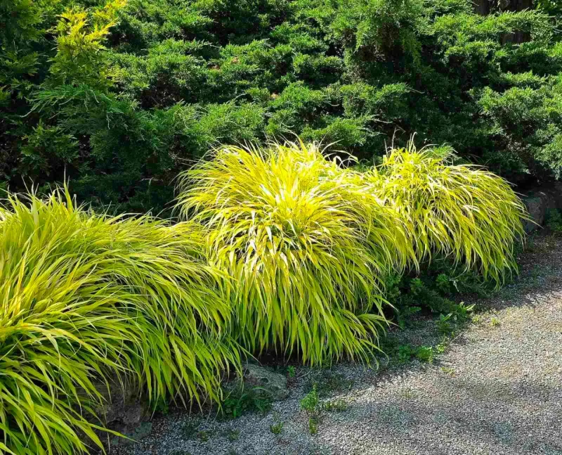 Japanese Forest Grass (Hakonechloa macra)