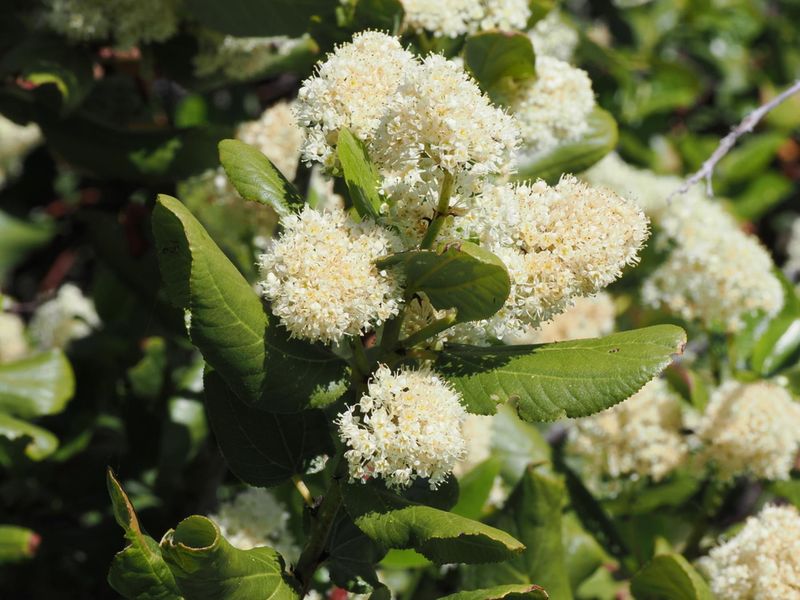 Snowbrush (Ceanothus velutinus)