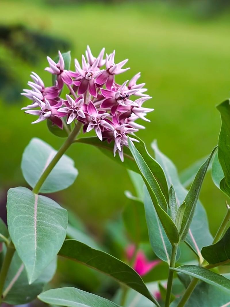 Showy Milkweed (Asclepias speciosa)