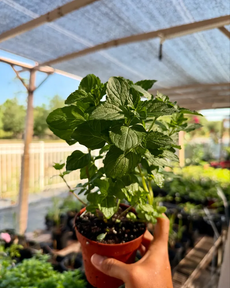 Mint Is A Fast Growing Herb Best Kept Contained