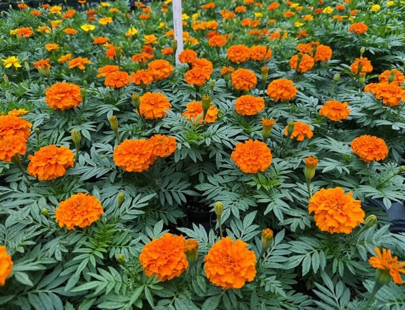 Marigold (Tagetes spp.)