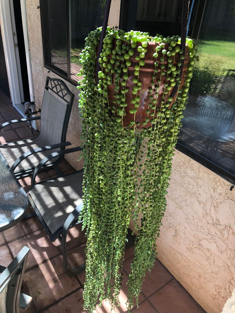 String Of Pearls (Curio rowleyanus)