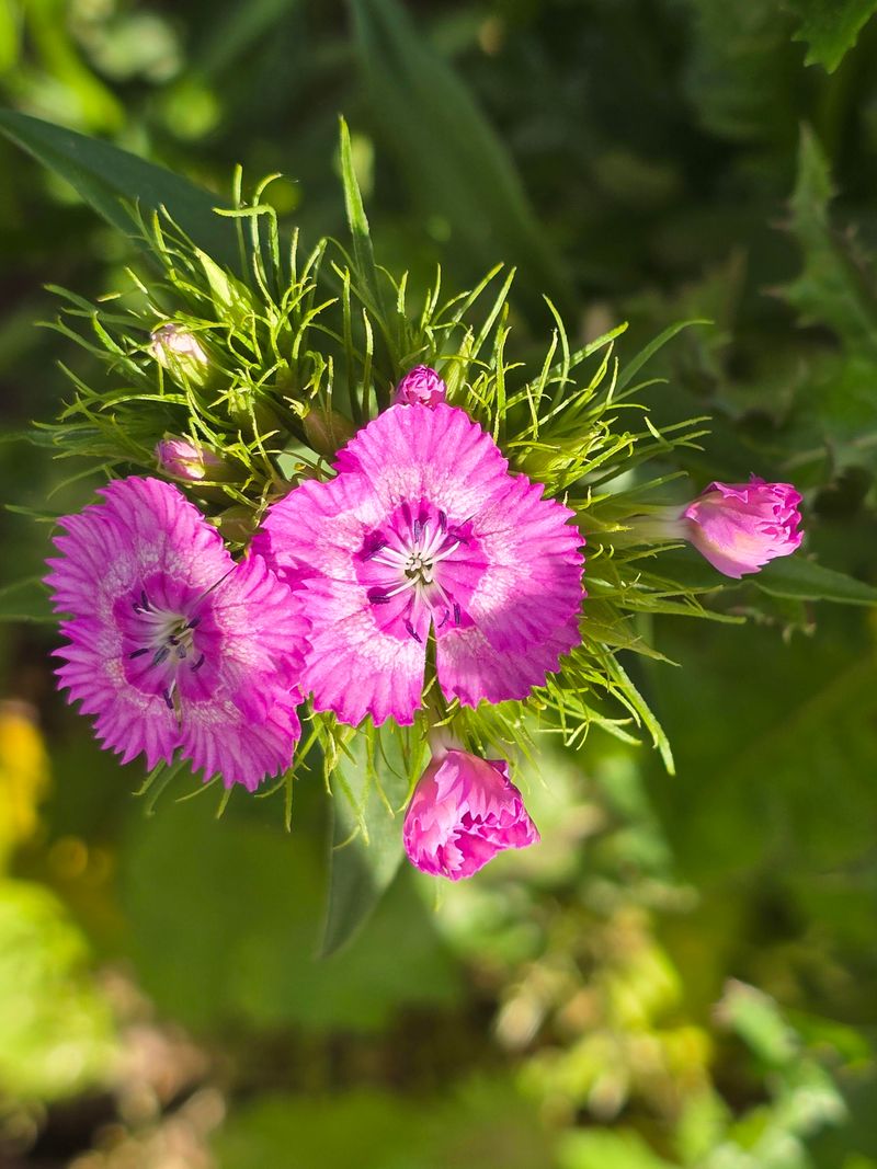 Dianthus Adds Early Season Color Pop