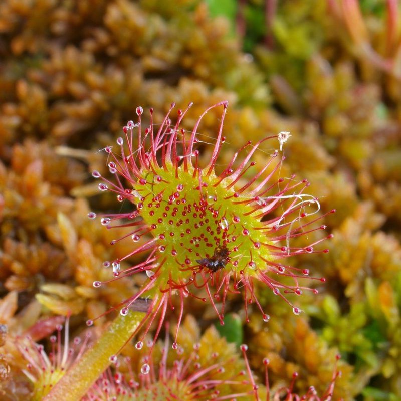 You Can Help Protect This Wildflower