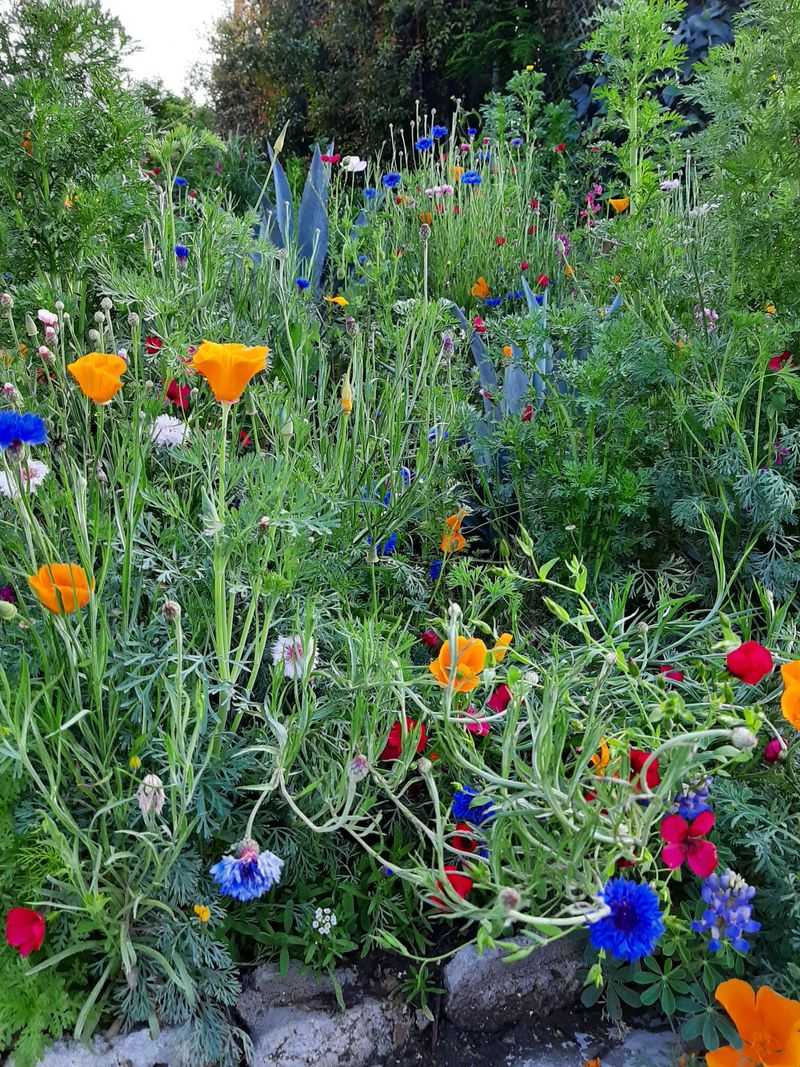 Soil Moisture Dictates Duration