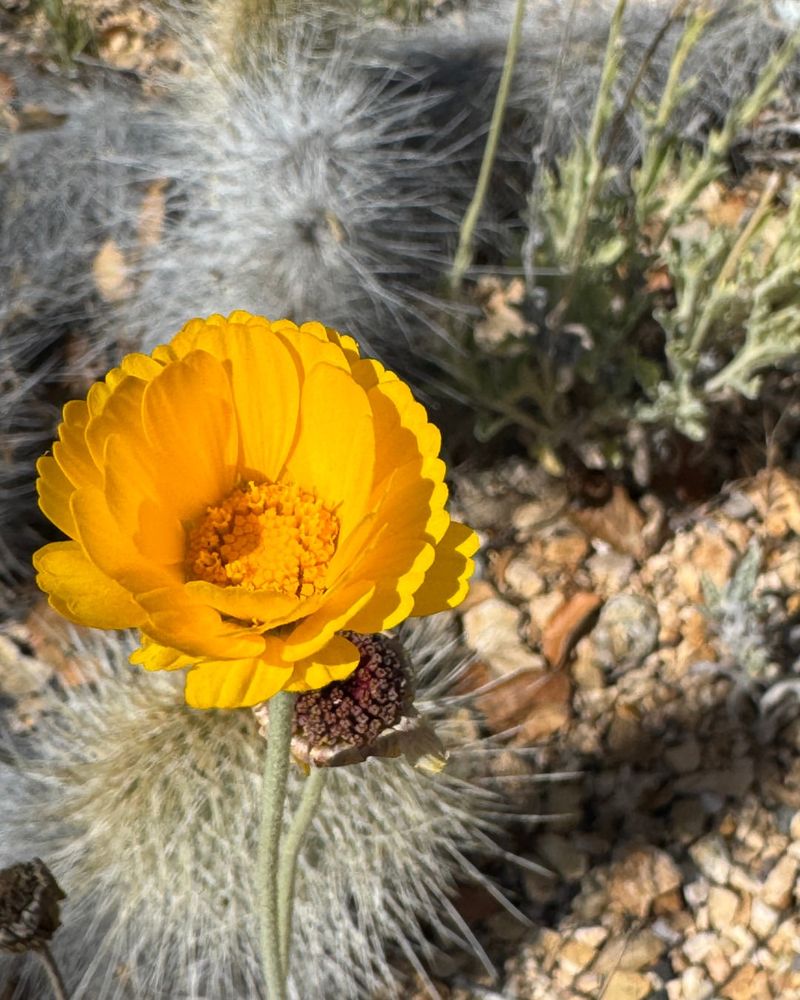 Warm Winter Sun Triggers Early Growth In Desert Marigold