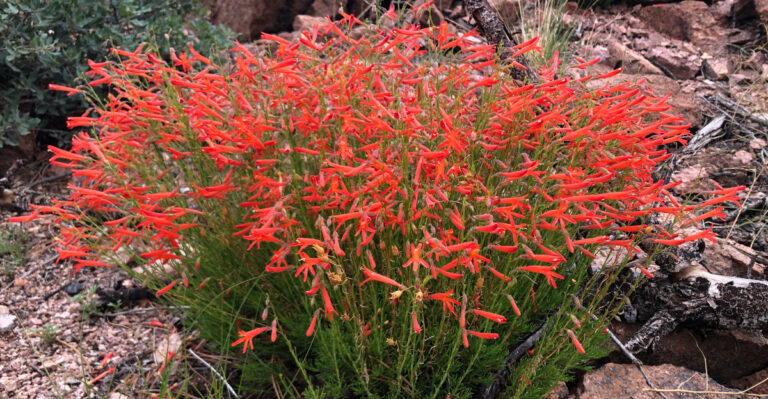 plants (featured image)