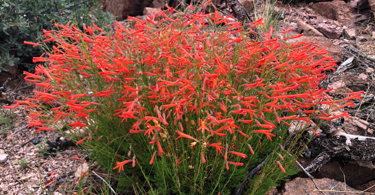 plants (featured image)