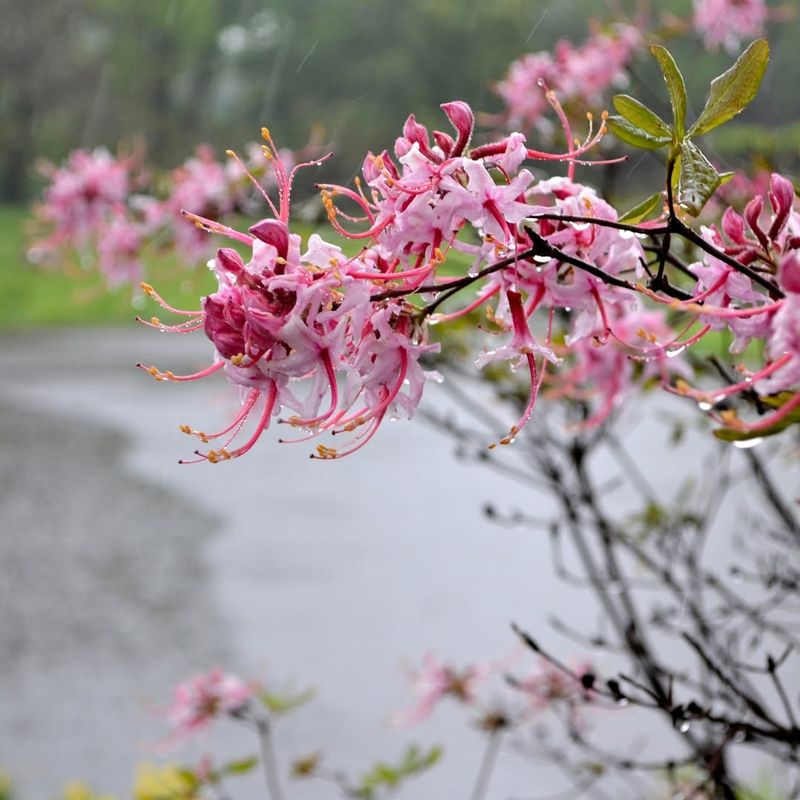 A Native Shrub Naturally Adapted To North Carolina Conditions
