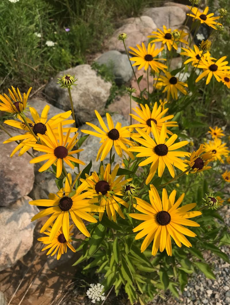 Black-Eyed Susan Overwinters Reliably In Georgia Soil
