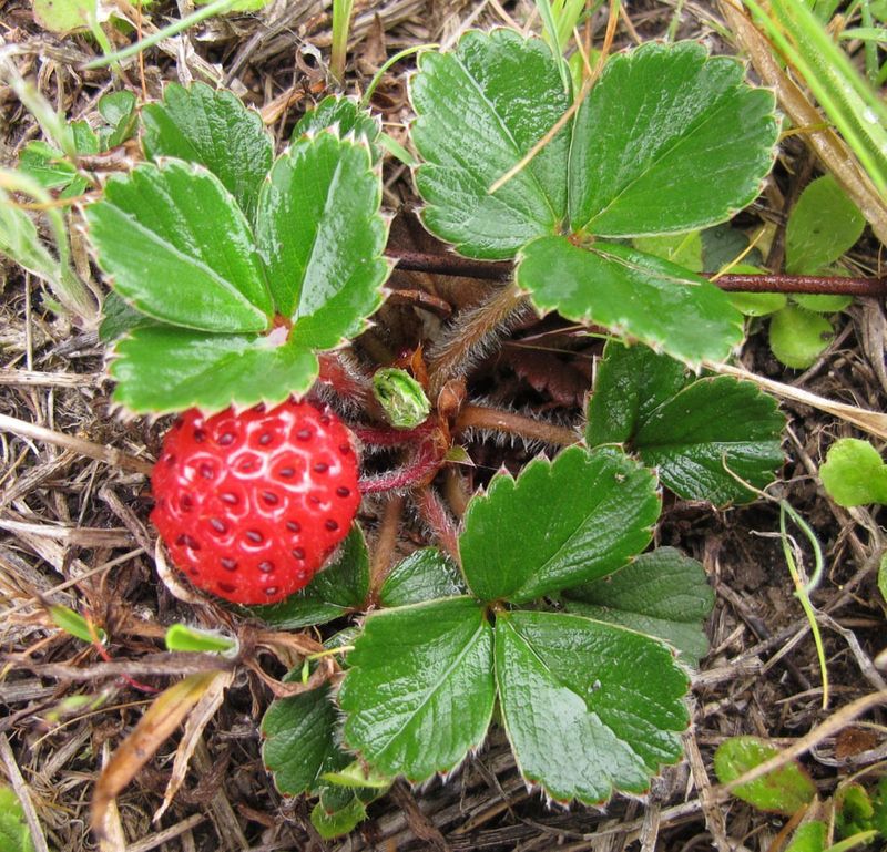 Sand Strawberry (Fragaria chiloensis)