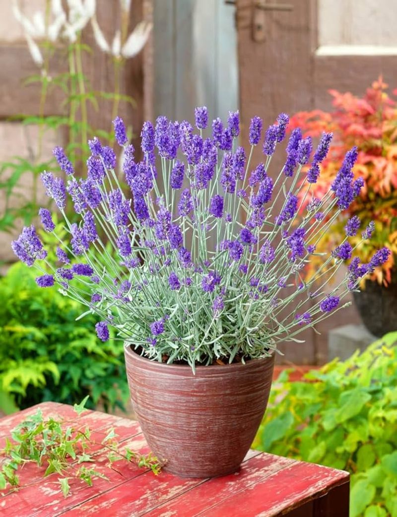 Potted Lavender Plants From Local Farms