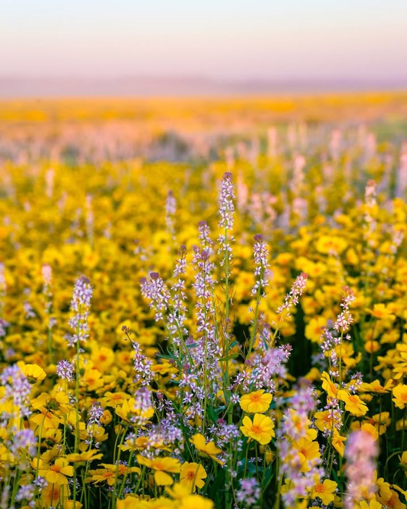 Spring Conditions Will Make Or Break It