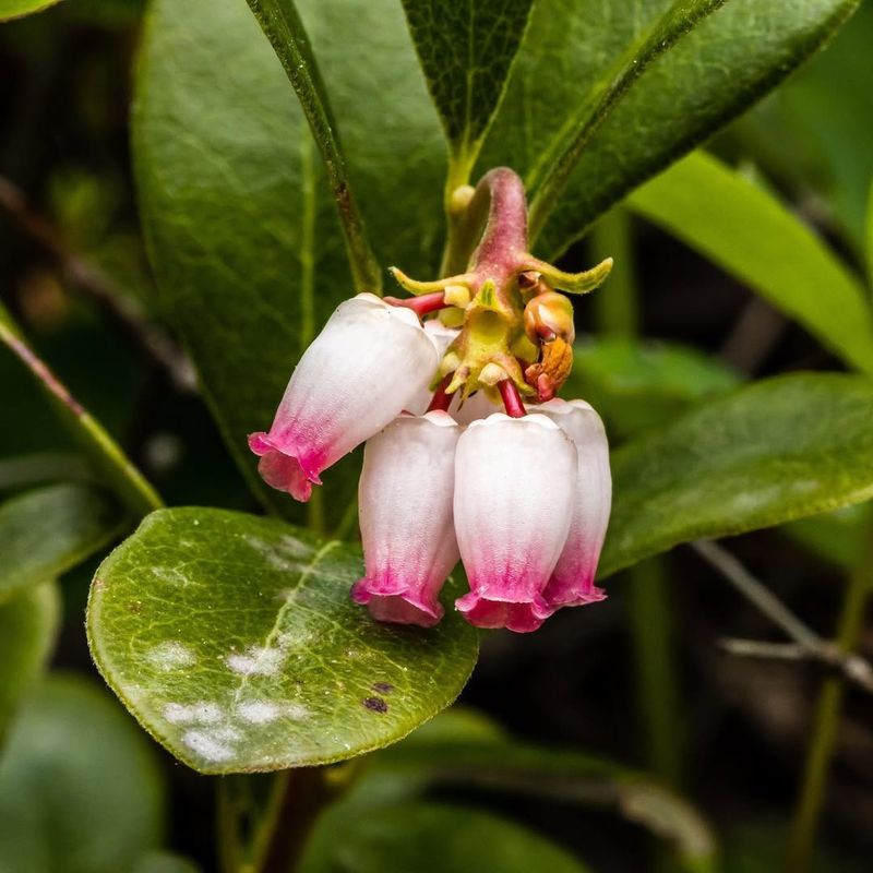 Kinnikinnick (Arctostaphylos uva-ursi)