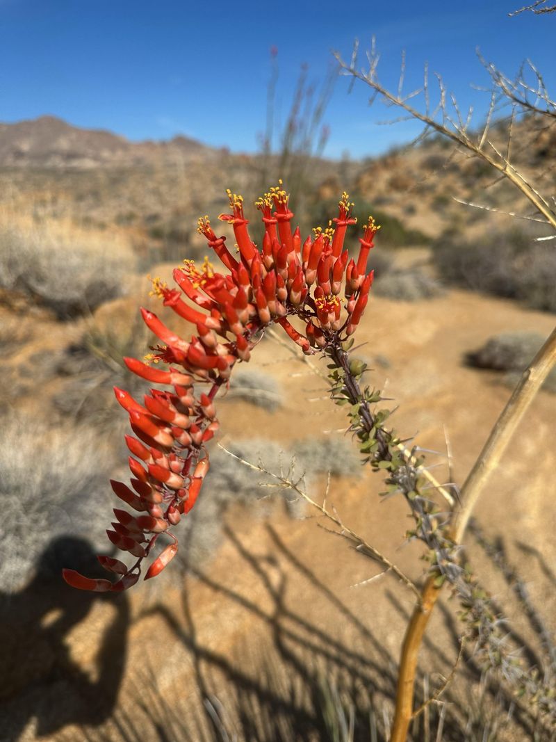 Poor Soil Conditions Don't Limit Healthy Establishment