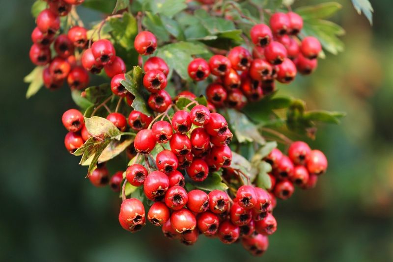 Bright Red Berries Provide A Natural Food Source