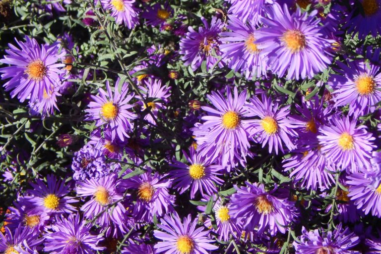 native michigan flowers