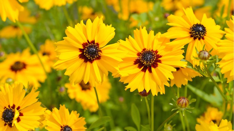Coreopsis Tickseed As An Early Nectar Source For Spring