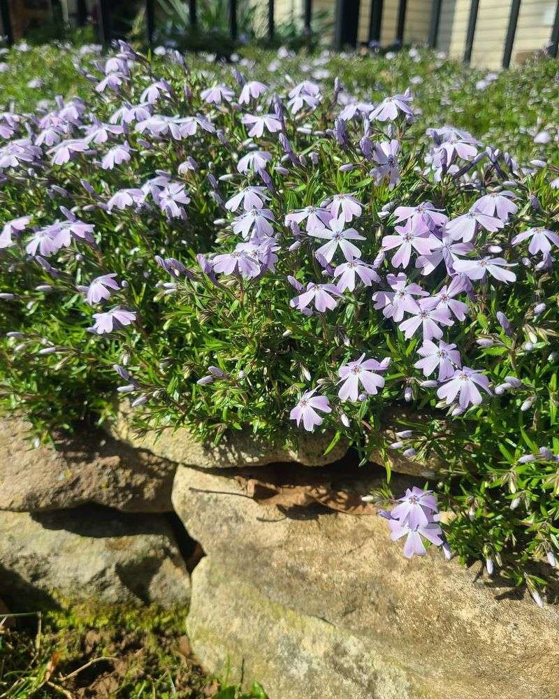 Native Groundcover With Creeping Phlox