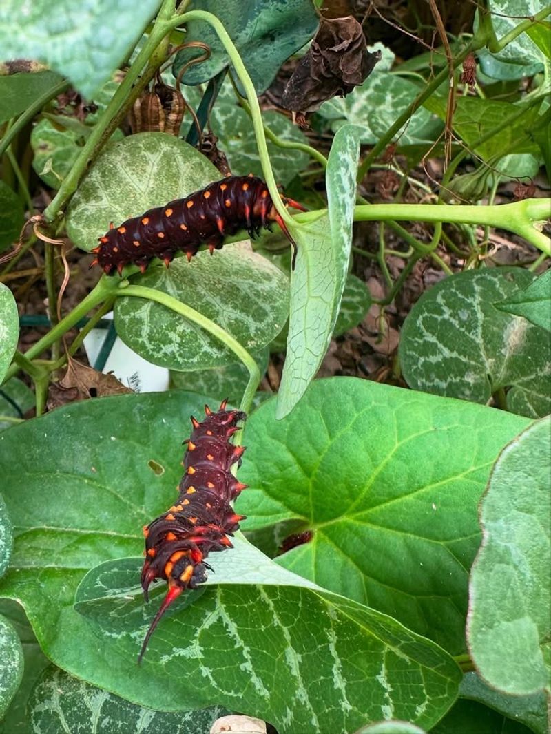 Pipevine Naturally Draws Pipevine Swallowtails