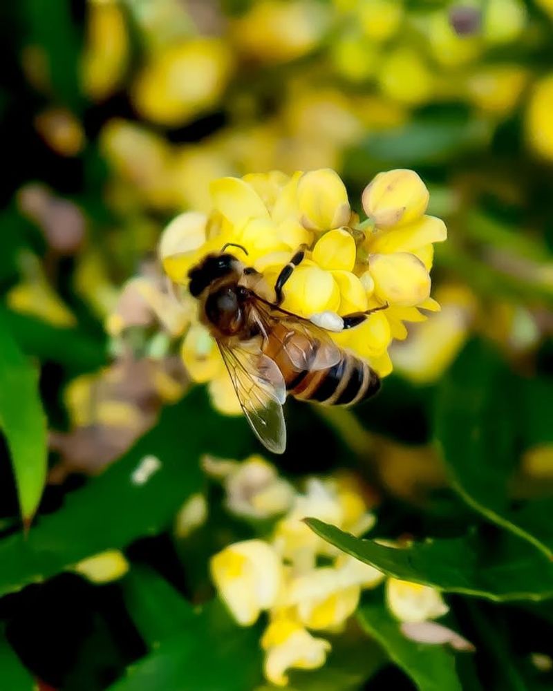 Dense Flower Clusters Boost Feeding