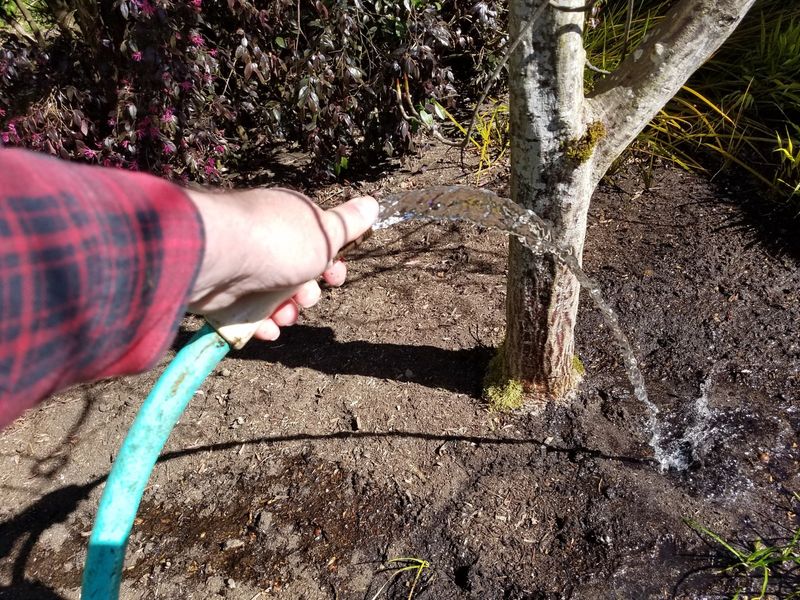 Watering Less Often Makes Stronger Roots