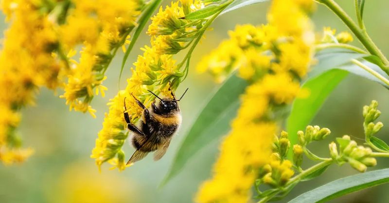 Easy To Grow And Low Maintenance For Long-Term Bee Support