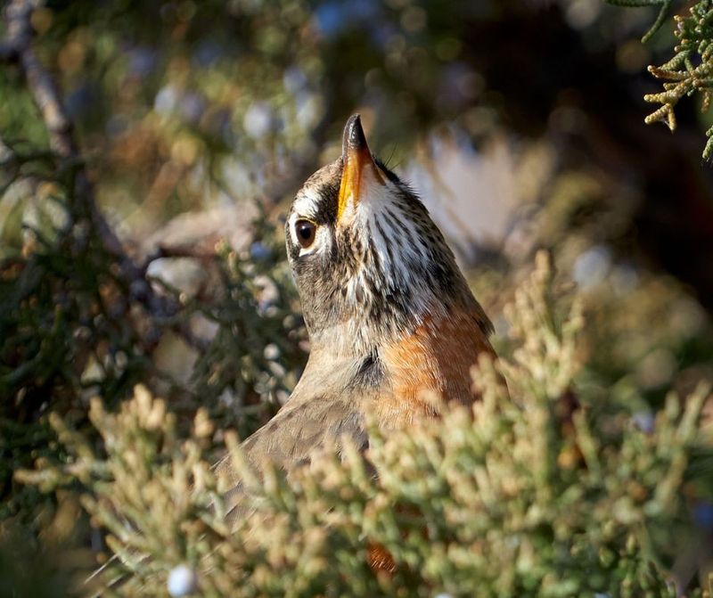 Year-Round Shelter In Local Greenery