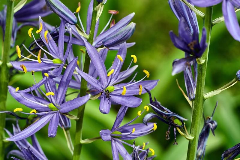 Native Plants Look Messy And Unattractive