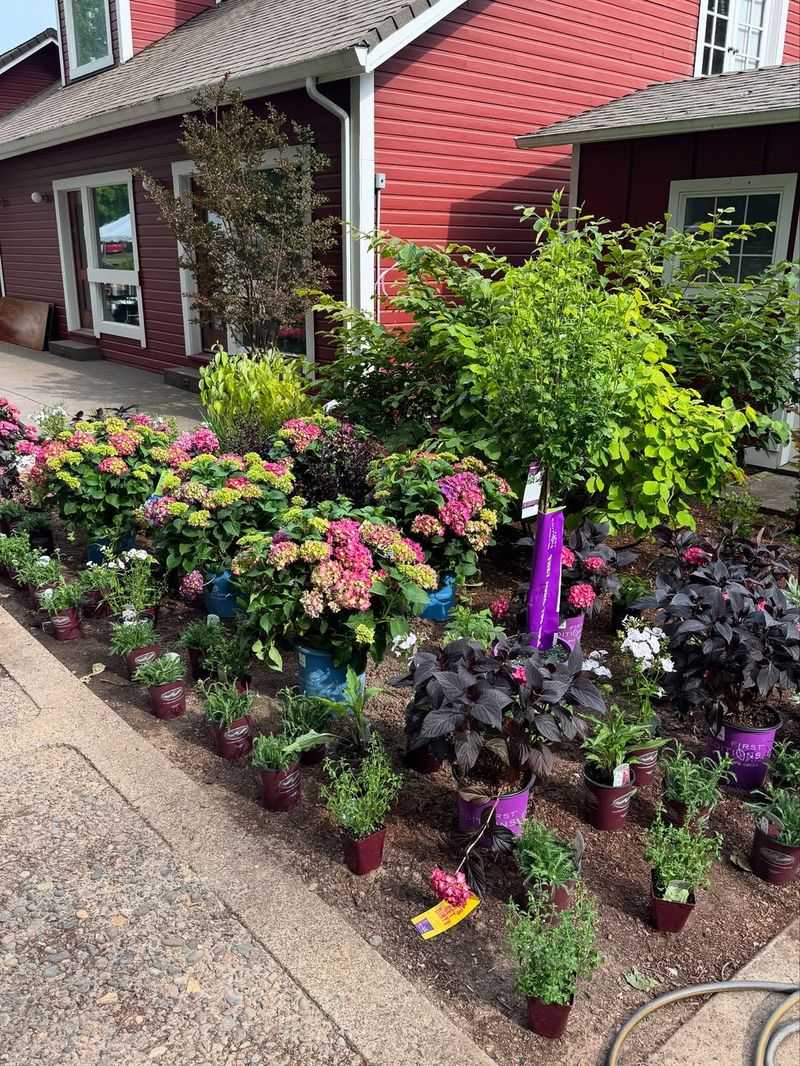 Overwatering Is a Common Mistake