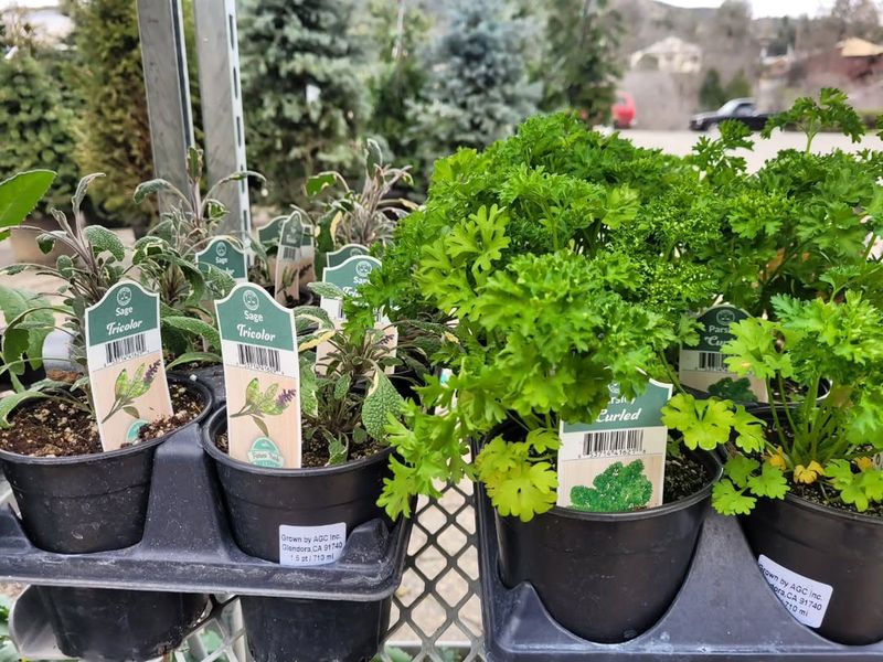 Herbs For The Cool Season