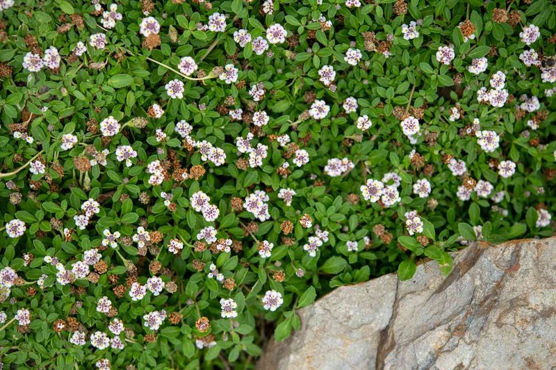 Frogfruit Spreads Fast With Almost No Care