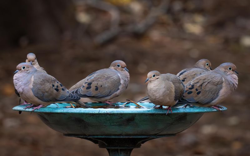 A Reliable Water Source They Can Access Easily