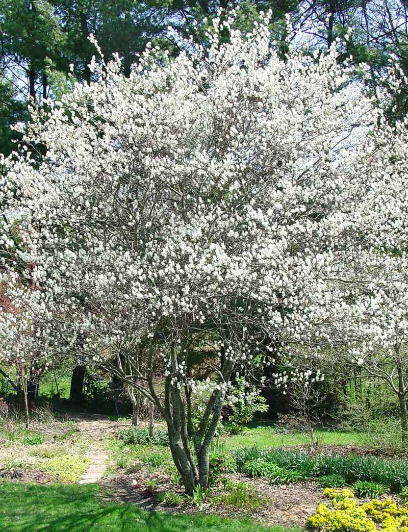 Small Native Tree Accent With Serviceberry
