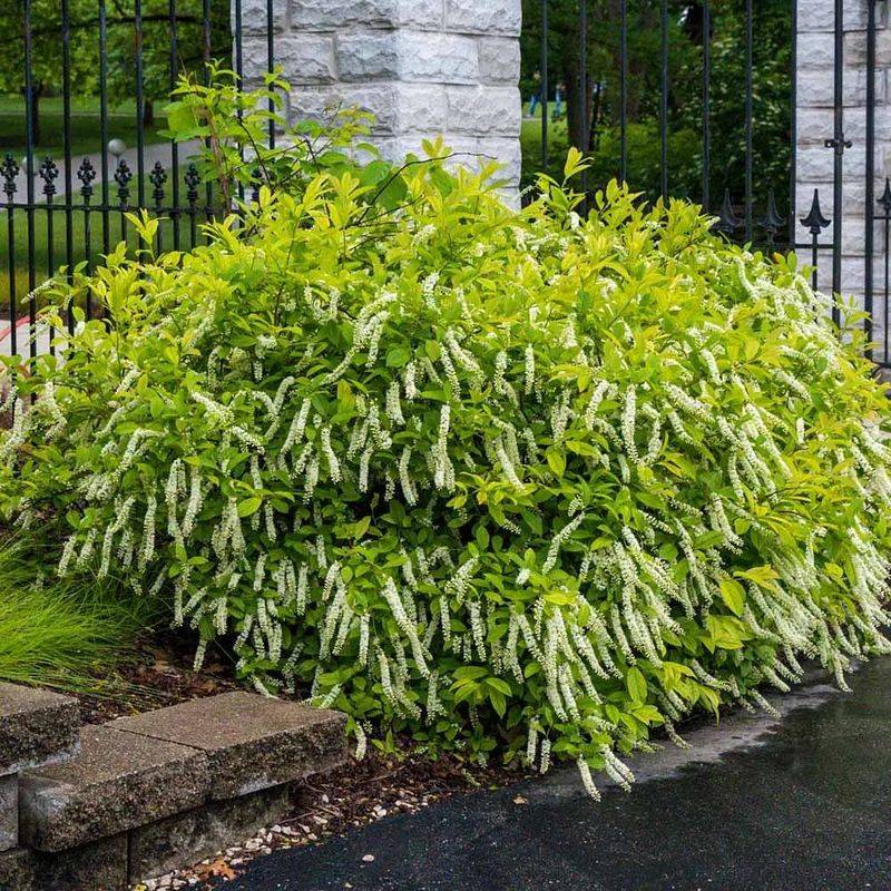 Produces Graceful, Fragrant Flowers In Summer