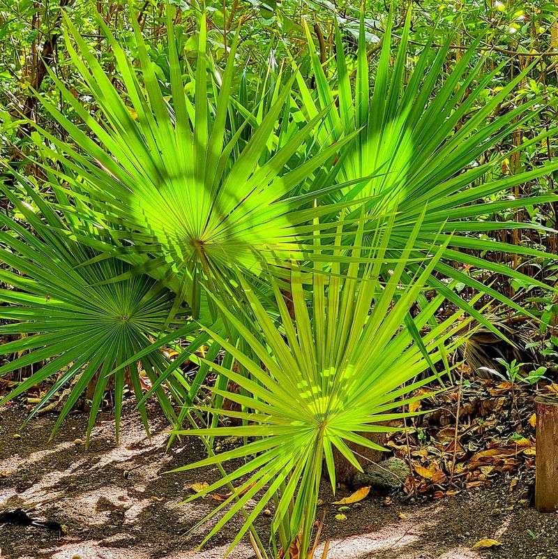 Tolerates Cold Better Than Many Palms