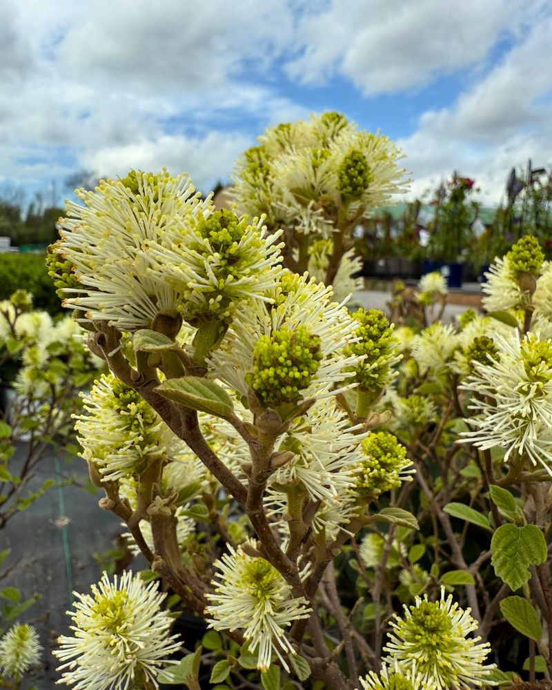 Fothergilla With Soft Blooms And Bold Fall Color