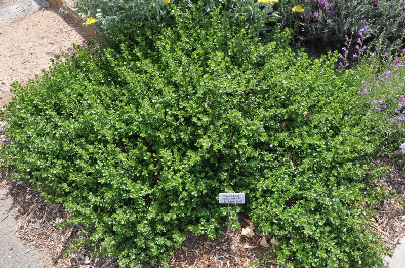 Prostrate Coyote Brush (Baccharis pilularis 'Pigeon Point')