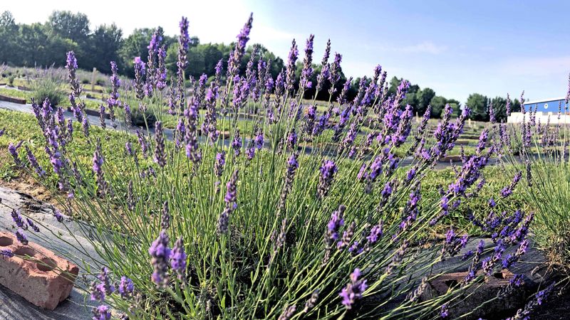Lavender Thrives In Ohio Summers